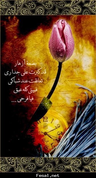 25518alsh3er.jpg