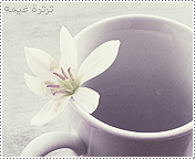 25942alsh3er.gif
