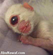 9517alsh3er.jpg