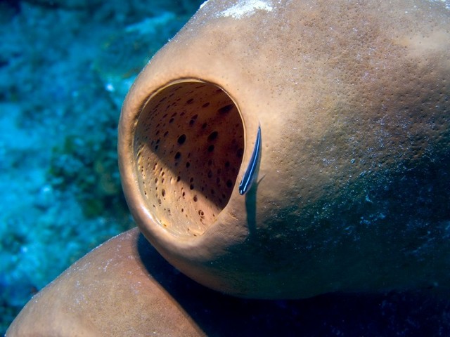68.jpg