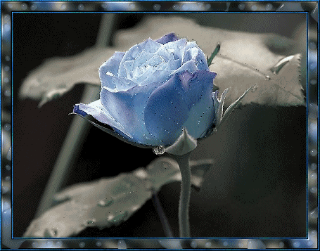641.gif