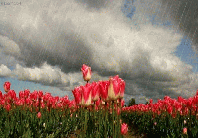 273.gif