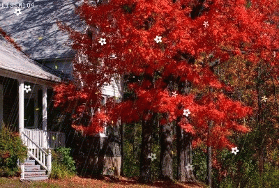 276.gif