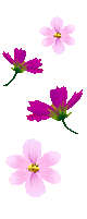 86.gif