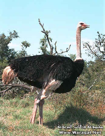 2733.jpg